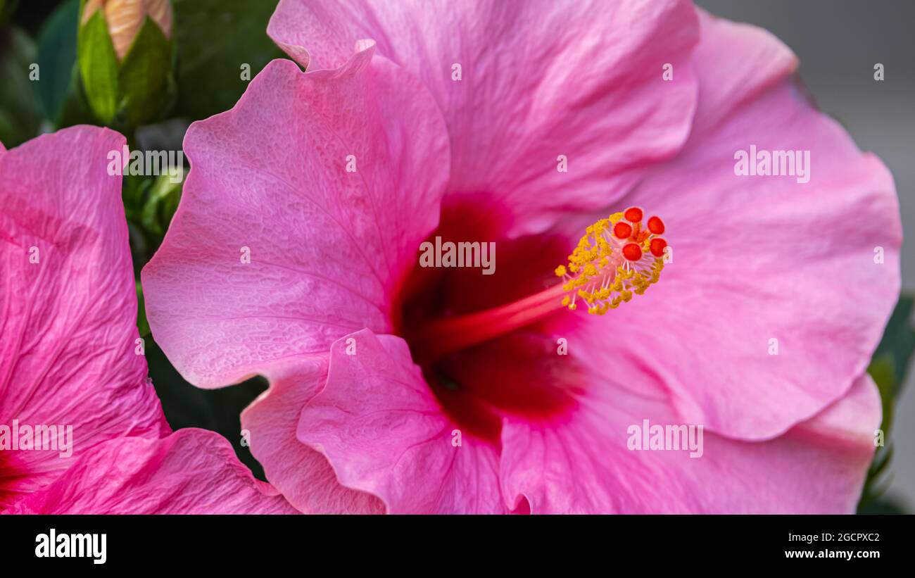 Gros plan sur une fleur d'hibiscus violet. Un hibiscus rose dans une arrière-cour malaisienne . La poussière des fleurs au centre. La fleur nationale de Mala Banque D'Images