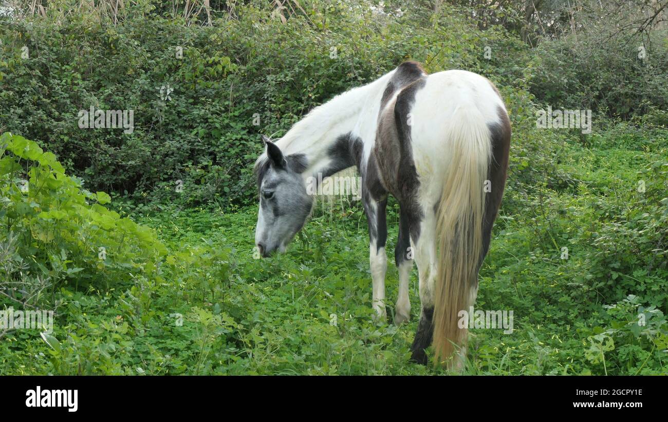 Le cheval de Piebald se nourrissant dans le vert luxuriant bord de voie dans le sud rural de l'Andalousie Banque D'Images