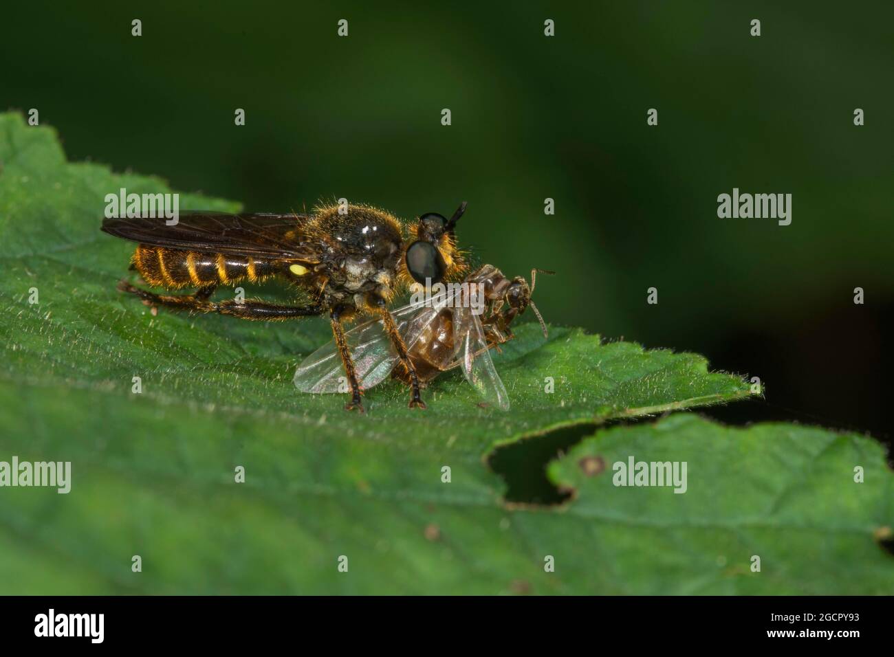 Volte-mouches (Choerades fimbriata) avec une proie sur une feuille, Bade-Wurtemberg, Allemagne Banque D'Images