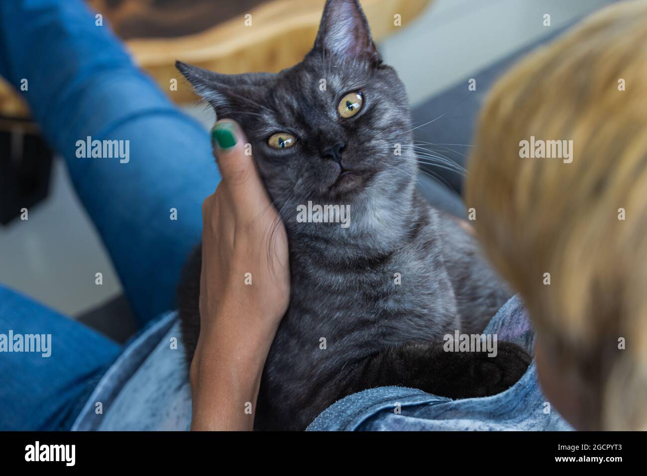 Petit chaton noir dans les bras d'une jeune fille asiatique. Le chat mâle aime les câlins et est très proche de son propriétaire. Chat noir avec yeux jaunes clairs sur un Banque D'Images