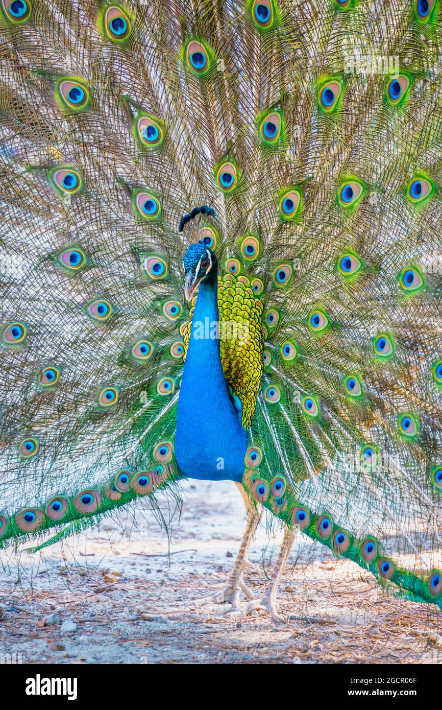 Roue de Beats de la paon indienne (Pavo cristatus), Forêt de Plaka Blue Peacock, Kos, Dodécanèse, Grèce Banque D'Images