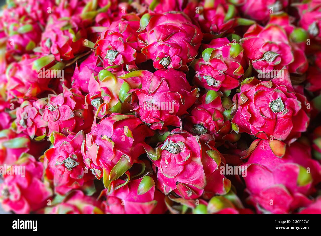 Un bouquet de fruits de dragon sur un marché frais à Nha Trang, dans l'est du Vietnam. La peau rose rouge des Pitahaya ou Pitaya, le fruit d'Hylocereus, un type de Banque D'Images