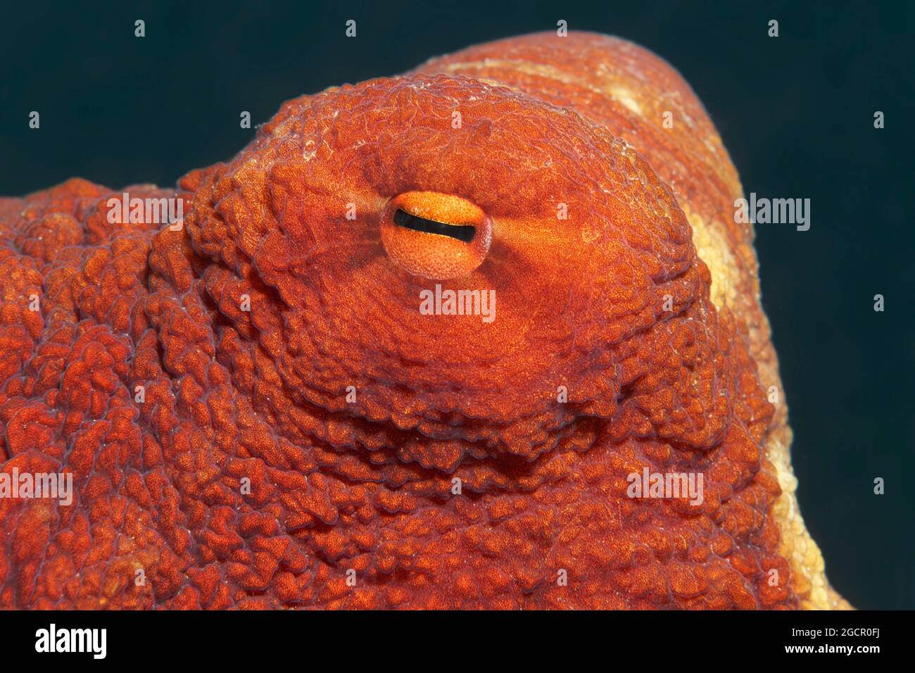 Œil de poulpe commune (Oktopus vulgaris), Mer Rouge, Aqaba, Royaume de Jordanie Banque D'Images