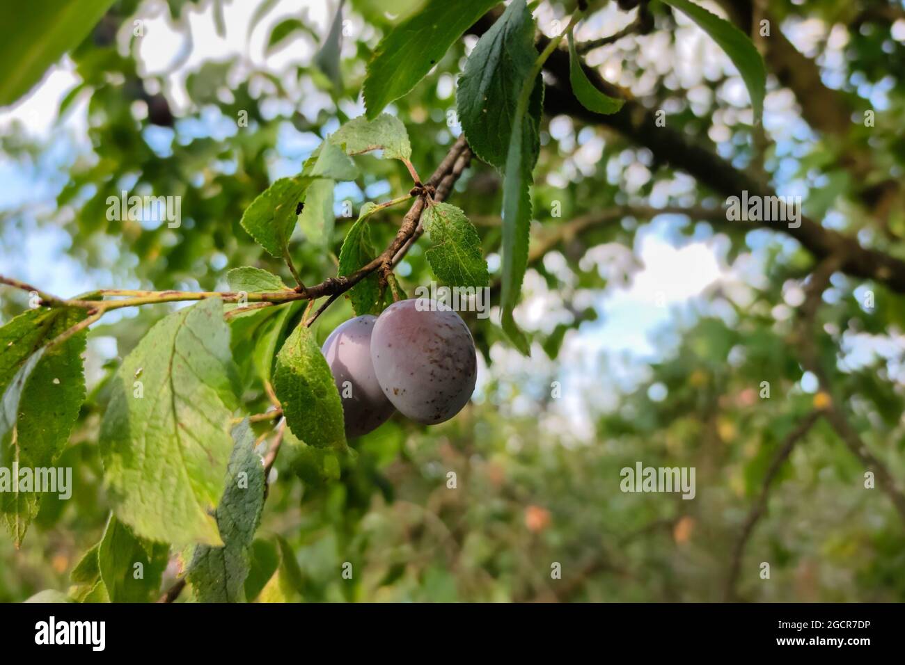 Prunes mûres de couleur violette sur la branche d'un prunier Banque D'Images