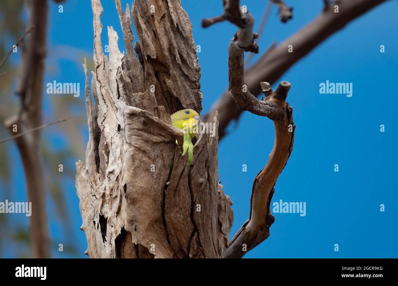 Budgerigar, Melopsittacus undulatus, assis dans une branche d'arbre creuse dans l'Outback de l'Australie centrale. Banque D'Images