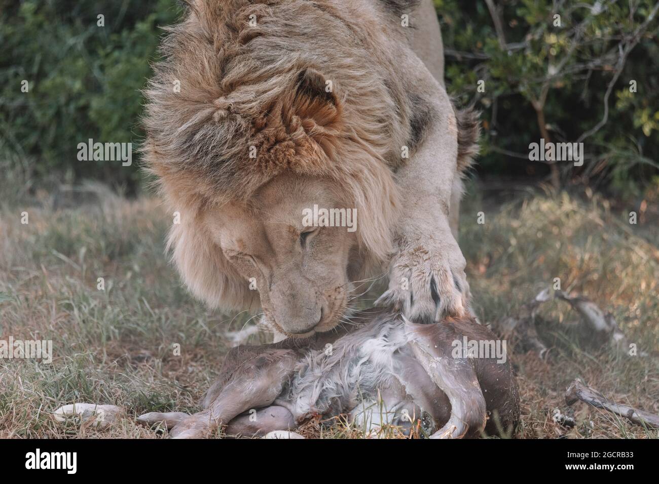 Lion mâle mangeant un animal. Banque D'Images