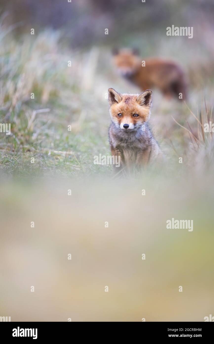 Petit renard roux cub Banque D'Images