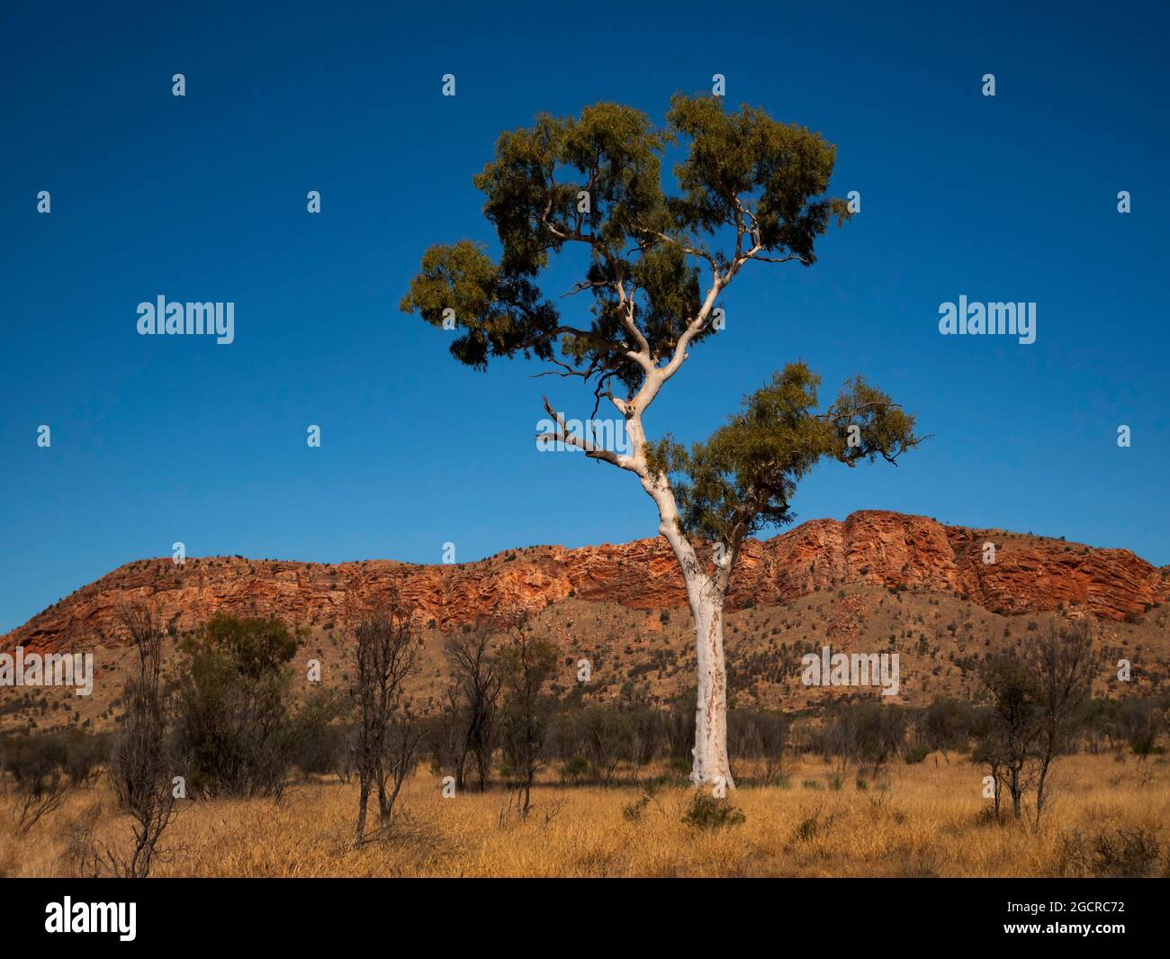 Gum fantôme, Corymbia Aparrerinja, Eucalyptus dans l'Outback de l'Australie centrale avec les West Macdonnell Ranges rouges en arrière-plan. Banque D'Images
