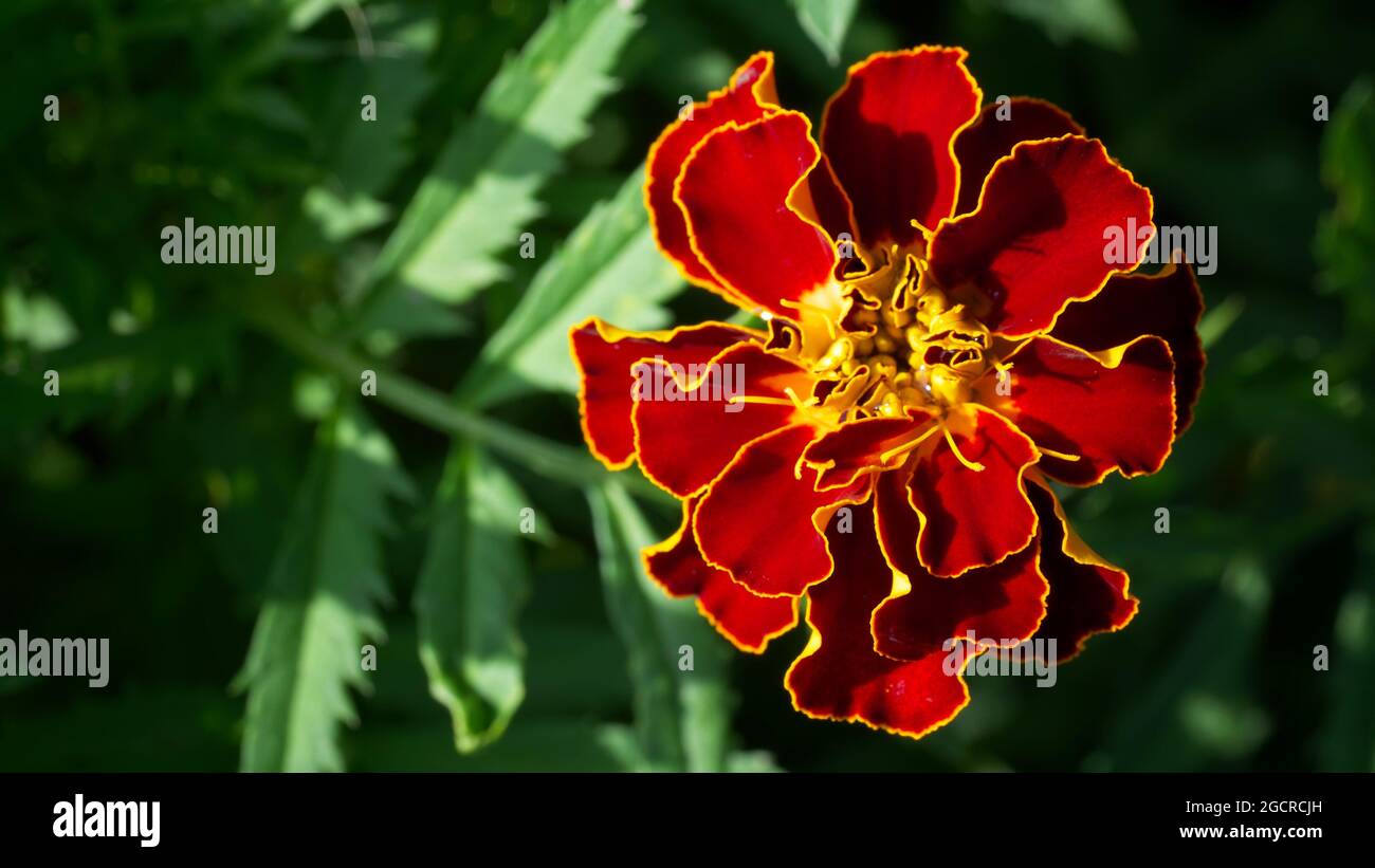 Une fleur de marigold, gros plan. Photo macro d'une fleur rouge. Tagetes patula, le marigot français, est une espèce de plante à fleurs dans le DAISY Banque D'Images