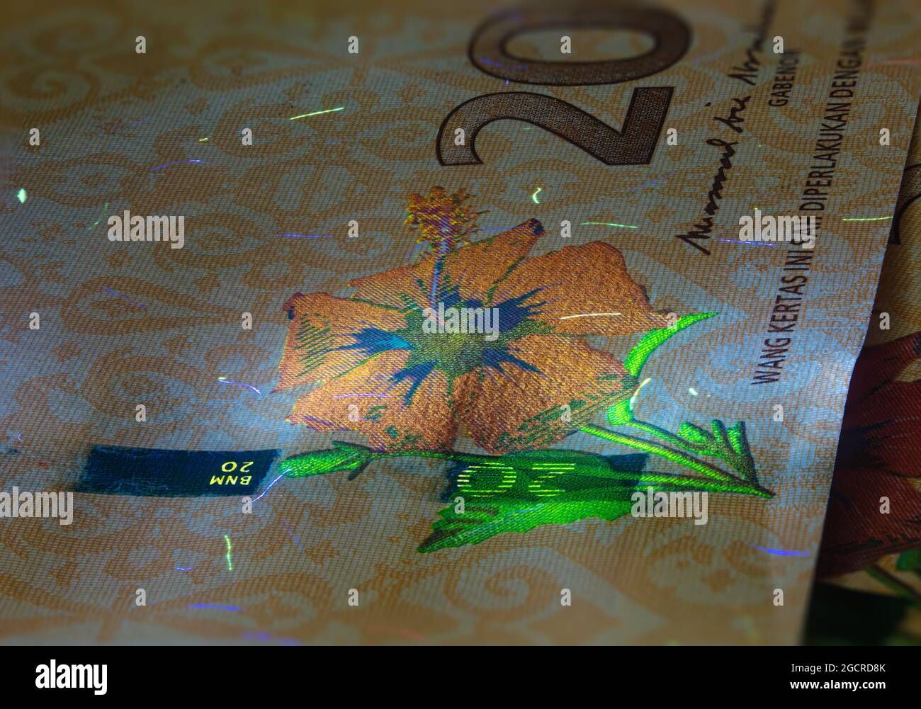 Macro photographie de 20 ringgit malaisien avec lumière de fluor. Gros plan extrême de RM20 Malaisie. Capture nette de l'hibiscus sur le billet de banque. Le rouge Banque D'Images