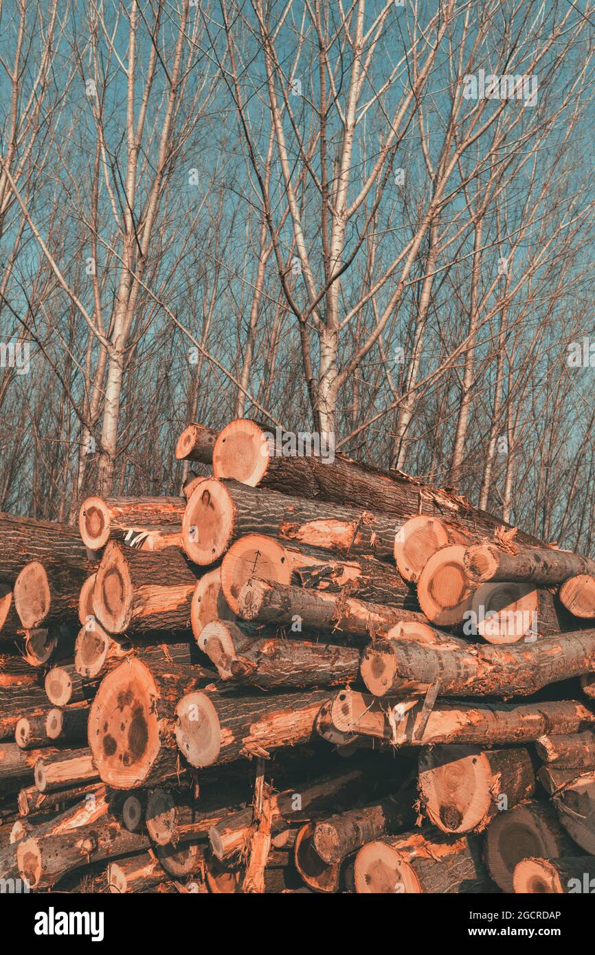Concept de déforestation - bois d'exploitation forestière dans l'industrie du bois, pile de troncs d'arbres coupés, foyer sélectif Banque D'Images