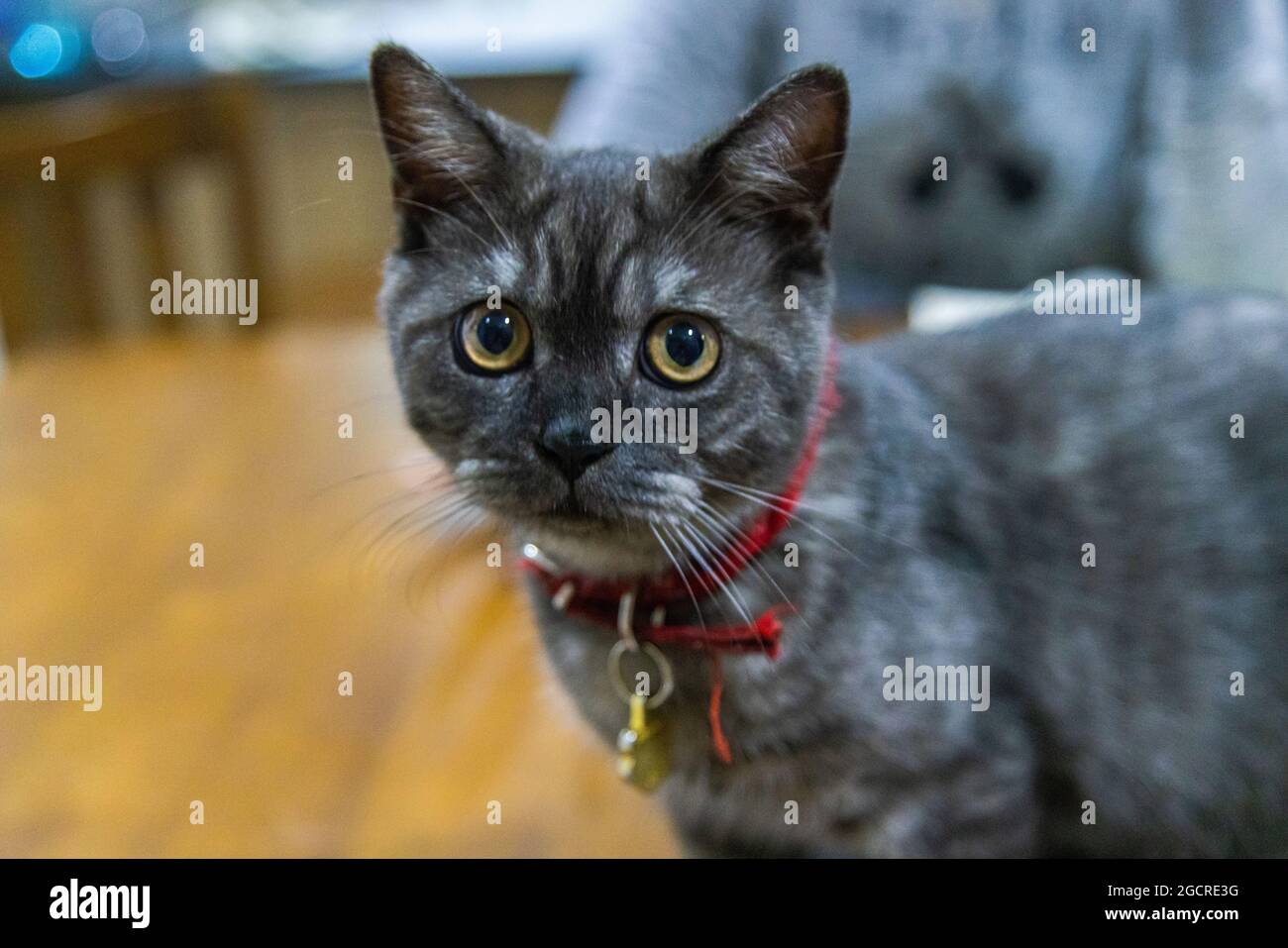 Le petit chaton noir regarde curieusement l'appareil photo. Chat à fourrure noire, gros yeux jaunes et collier rouge sur une table en bois. Arrière-plan flou Banque D'Images