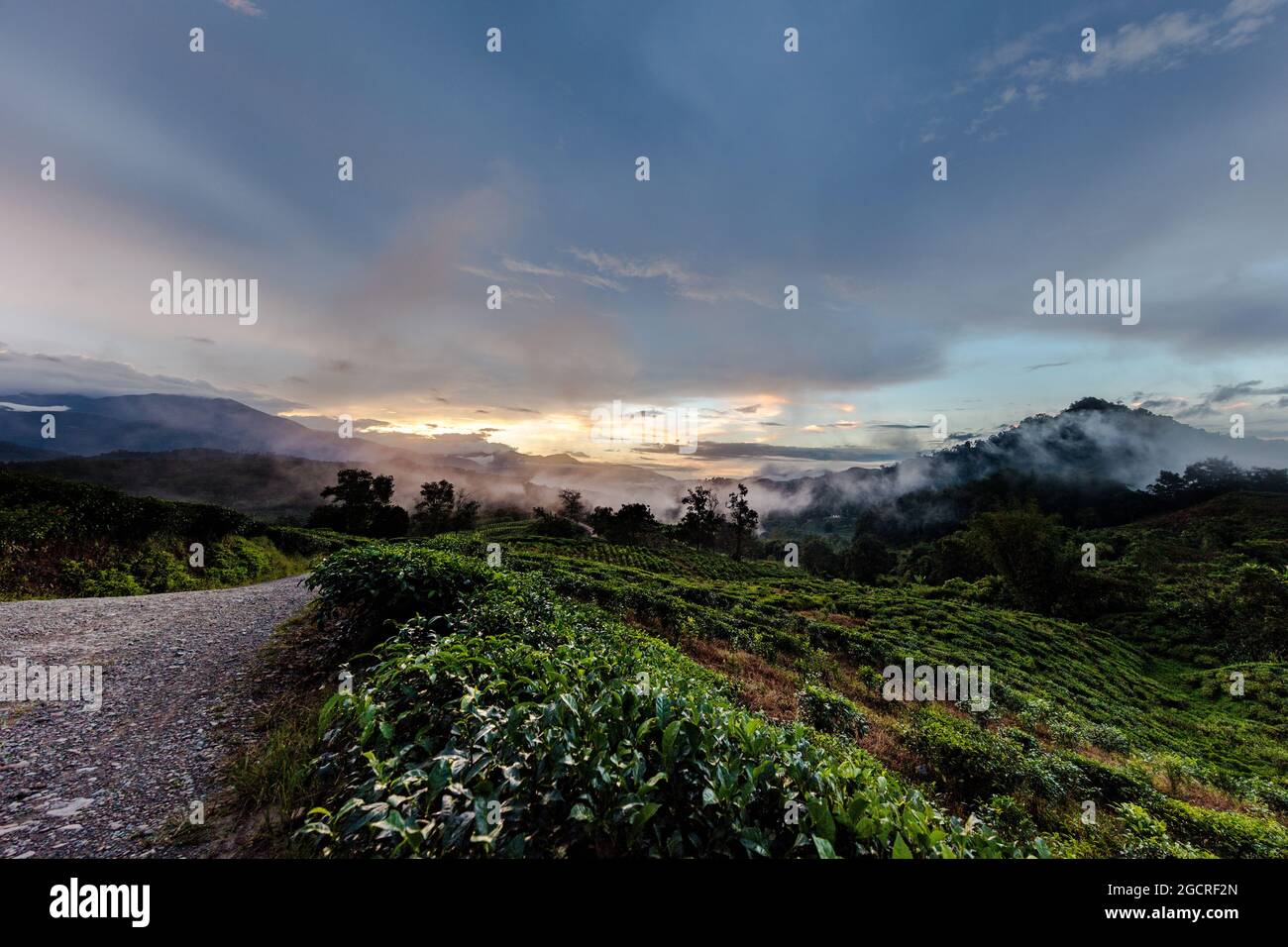 En attendant la nuit, coucher de soleil dans une plantation de thé à Sabah, Malaisie, Bornéo, Sabah, Malaisie orientale. Nuages grimpant au-dessus des montagnes. Coloré clou Banque D'Images