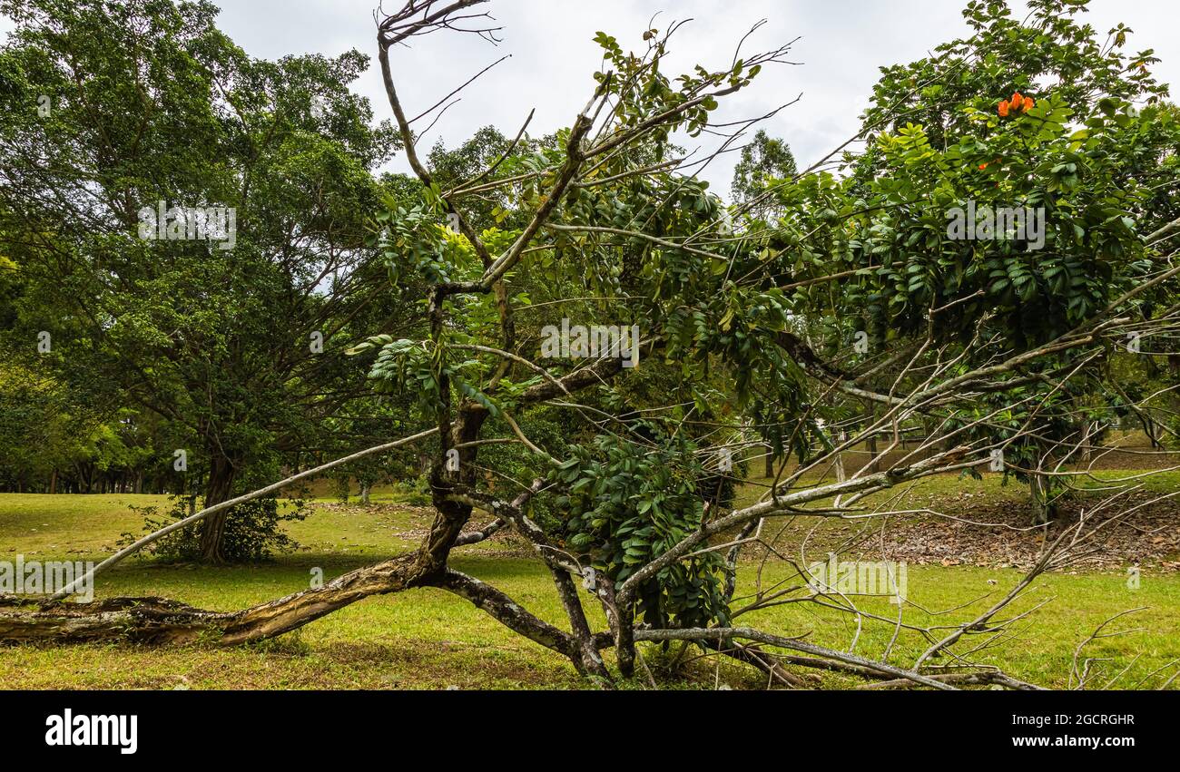 Un arbre tombé dans un pré dans un parc. Le vent et le sol ramolli par la pluie ont provoqué la chute de l'arbre tropical. Une dernière fleur rouge sur la partie B. Banque D'Images