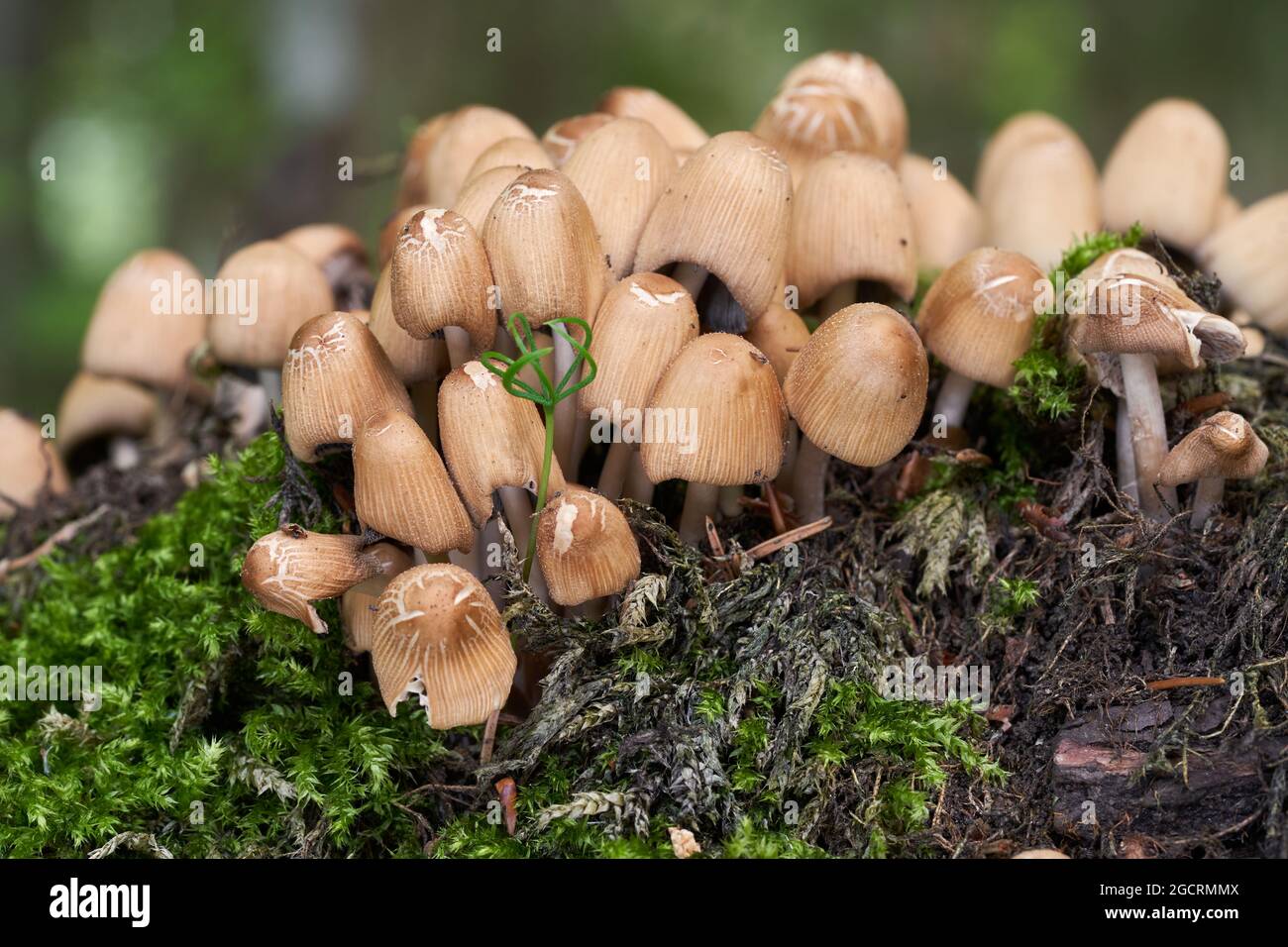 Champignon comestible Coprinellus micaceus dans la forêt d'épicéa. Connu sous le nom de bouchon mica, bouchon brillant, et bouchon inky d'écoute. Champignons sauvages poussant sur la souche. Banque D'Images