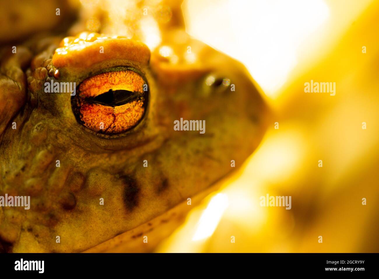 Photo macro de l'œil d'un crapaud Banque D'Images