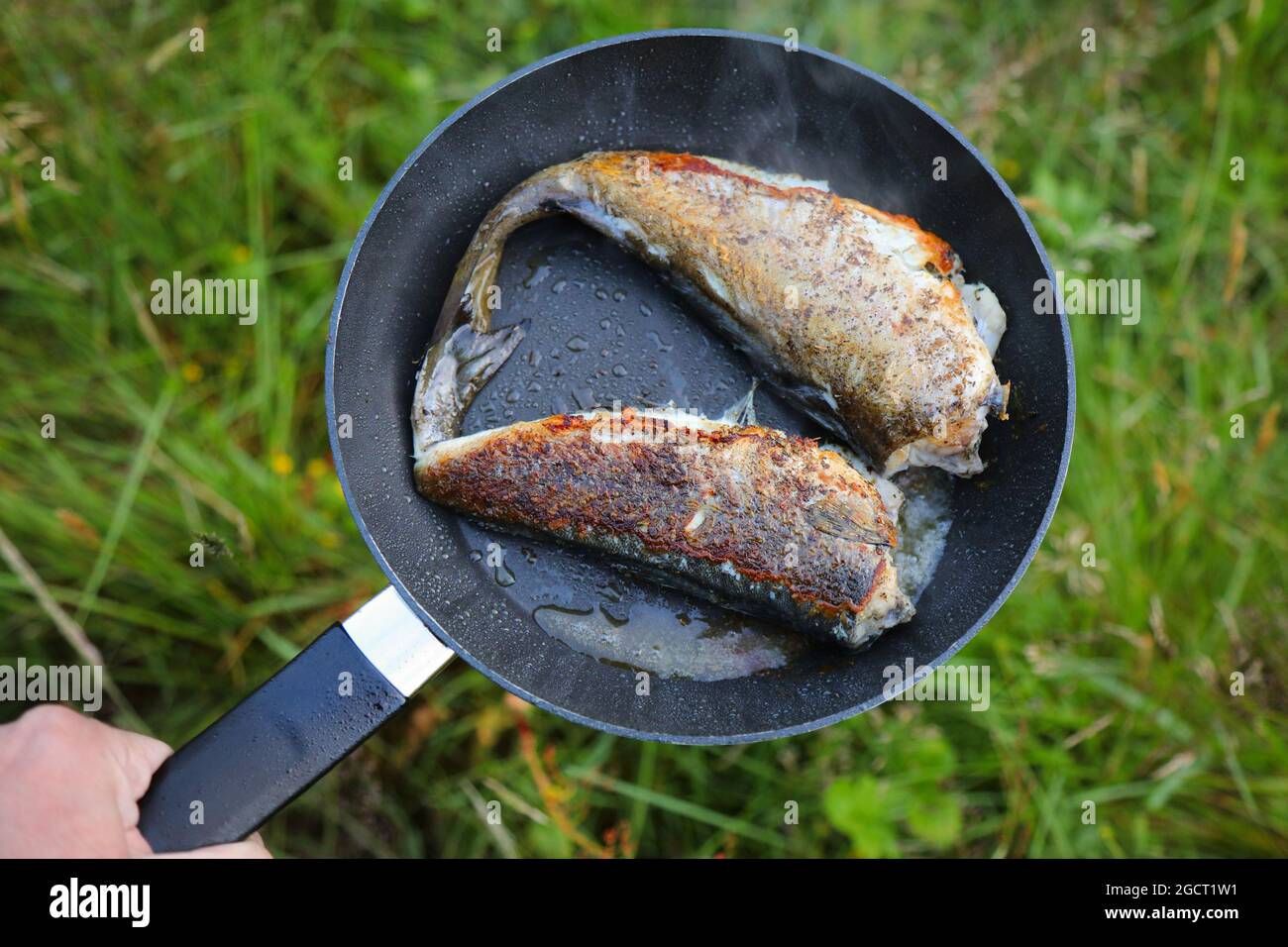 Norway Outdoor Dinner - poisson-coalfish fraîchement pêché friture sur une poêle dans le camping. Banque D'Images