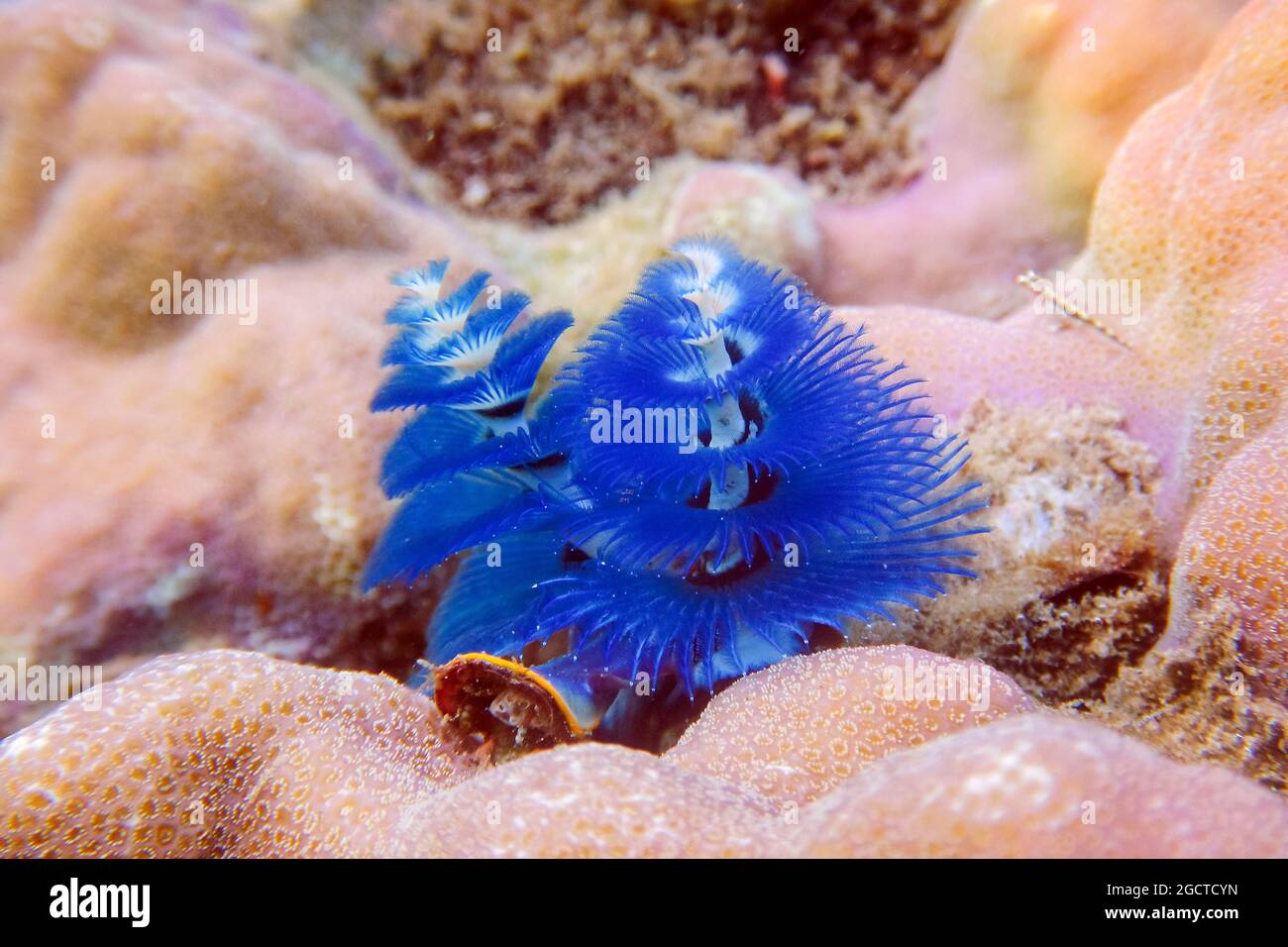 corail bleu sous l'eau sur l'île de santo à vanuatu Banque D'Images