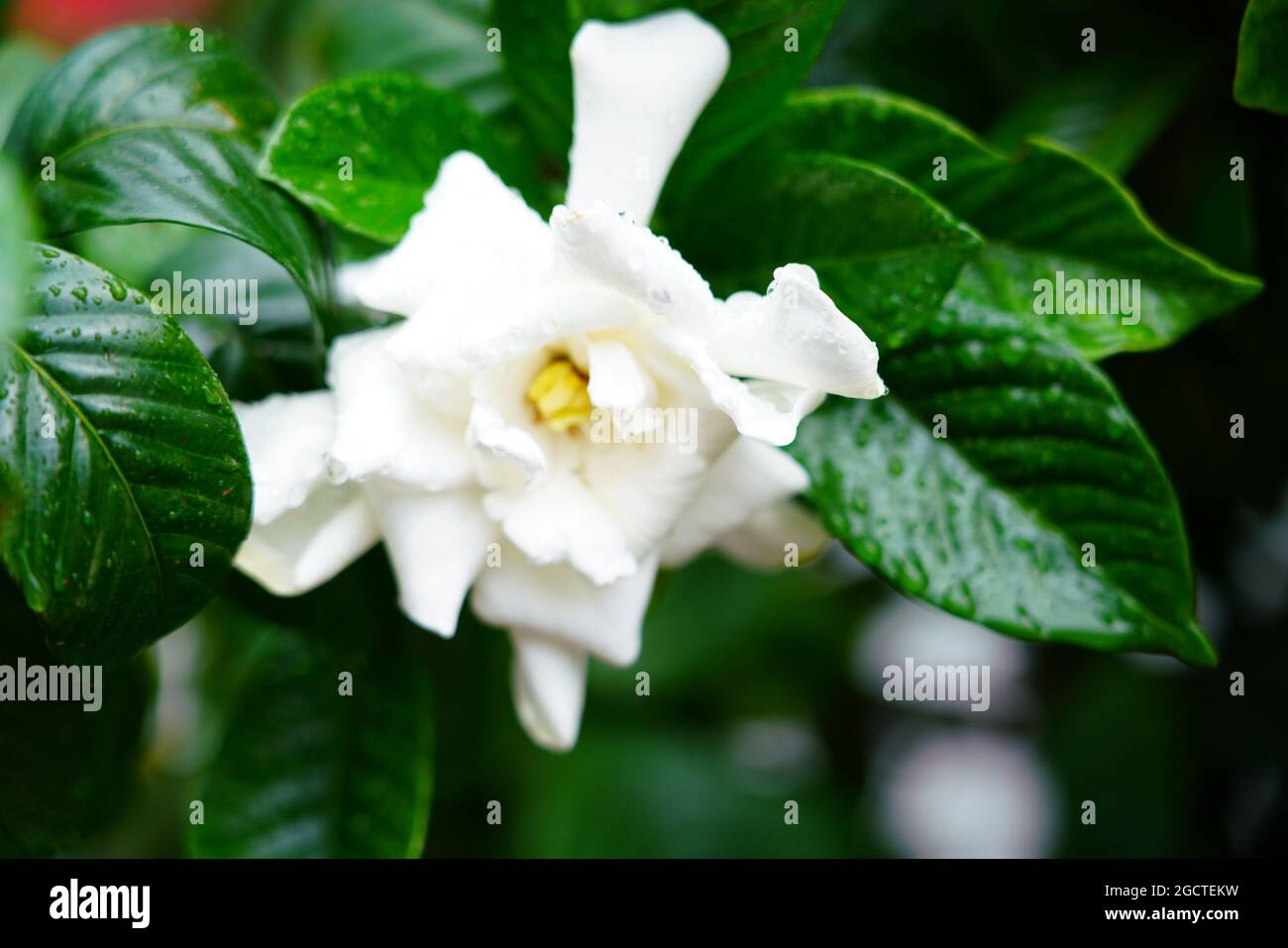 Belle fleur dans la ville de Batumi, Adjara, Géorgie Banque D'Images