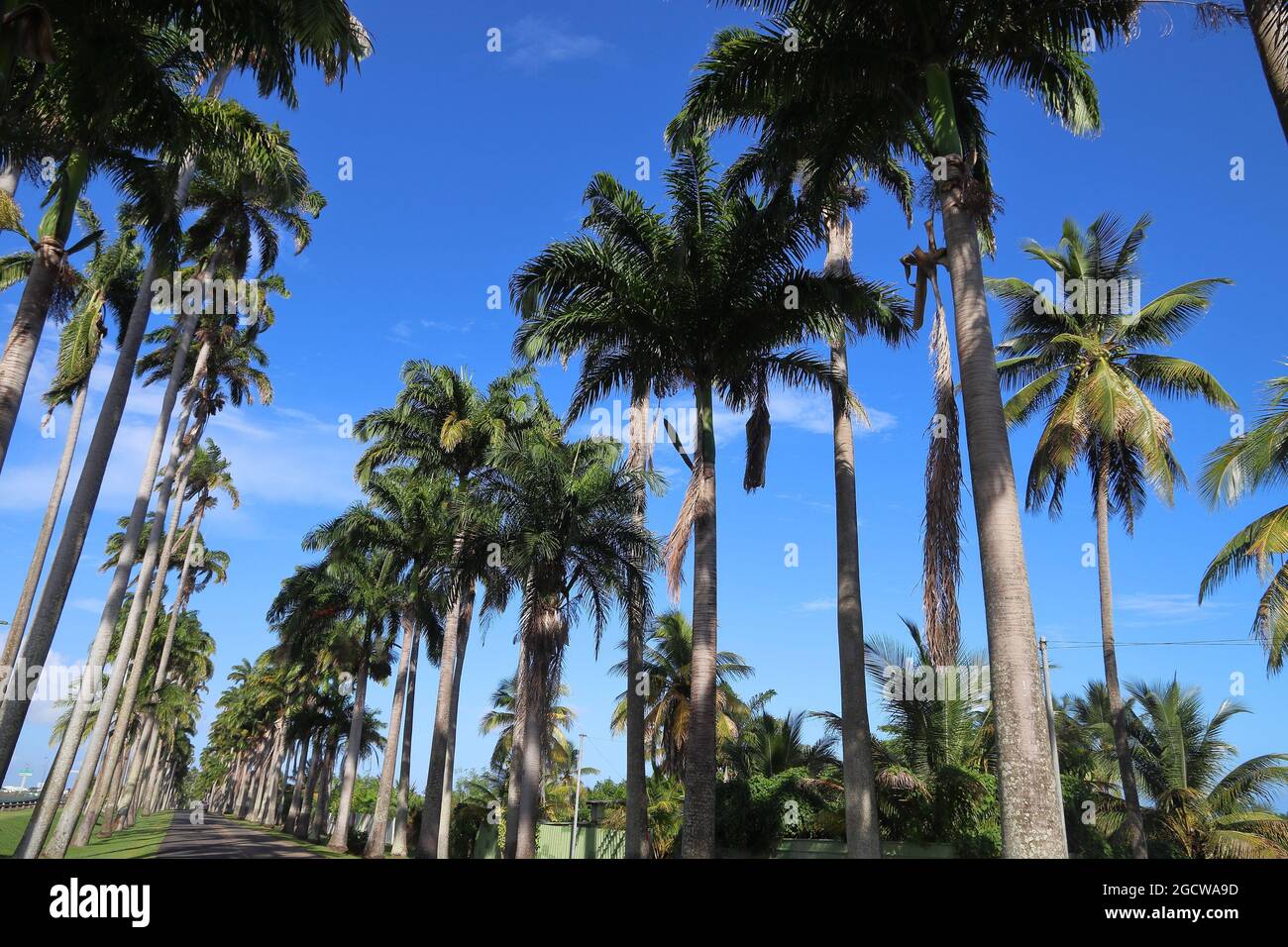 Rue bordée de palmiers en Guadeloupe. Allee Dumanoir. Banque D'Images