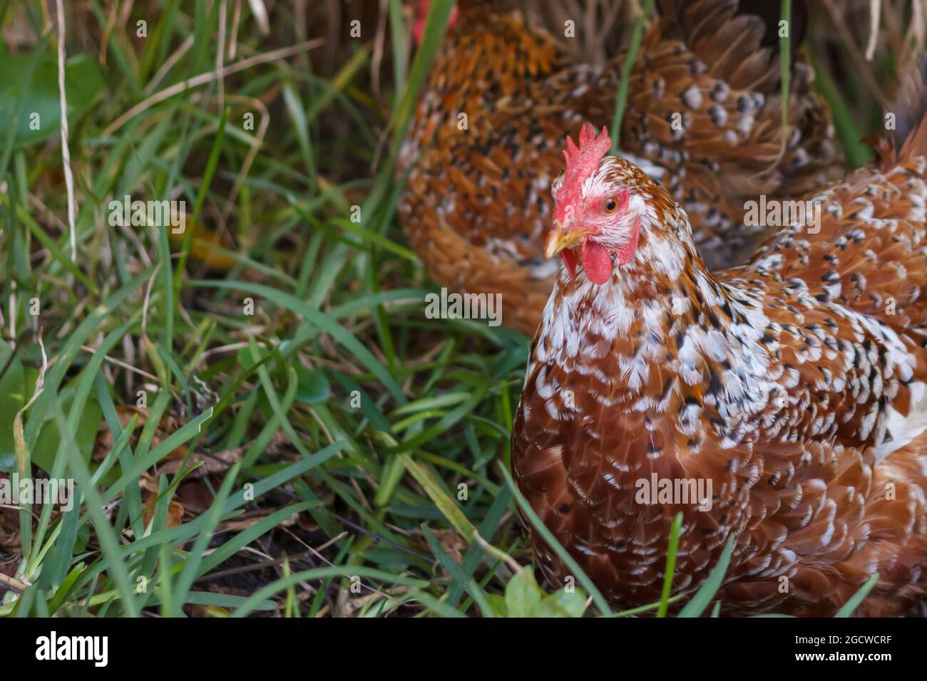 les poules en liberté se cachent dans l'herbe Banque D'Images