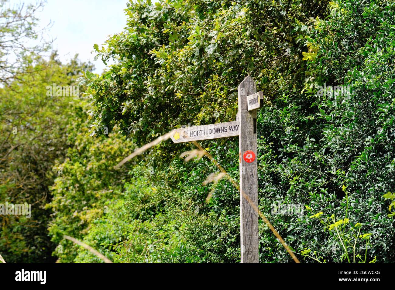 Panneau en bois indiquant North Downs Way sur le Surrey Guildford, Angleterre, Albury Downs Banque D'Images