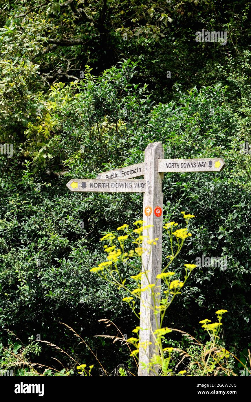 Panneau en bois indiquant North Downs Way sur le Surrey Guildford, Angleterre, Albury Downs Banque D'Images