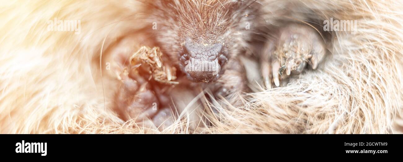 un petit hérisson sauvage défoqué s'est enroulé dans une balle. le museau, les yeux et le nez de l'animal ont zoomé en gros plan. sauvetage et soins des animaux, pro de l'environnement Banque D'Images