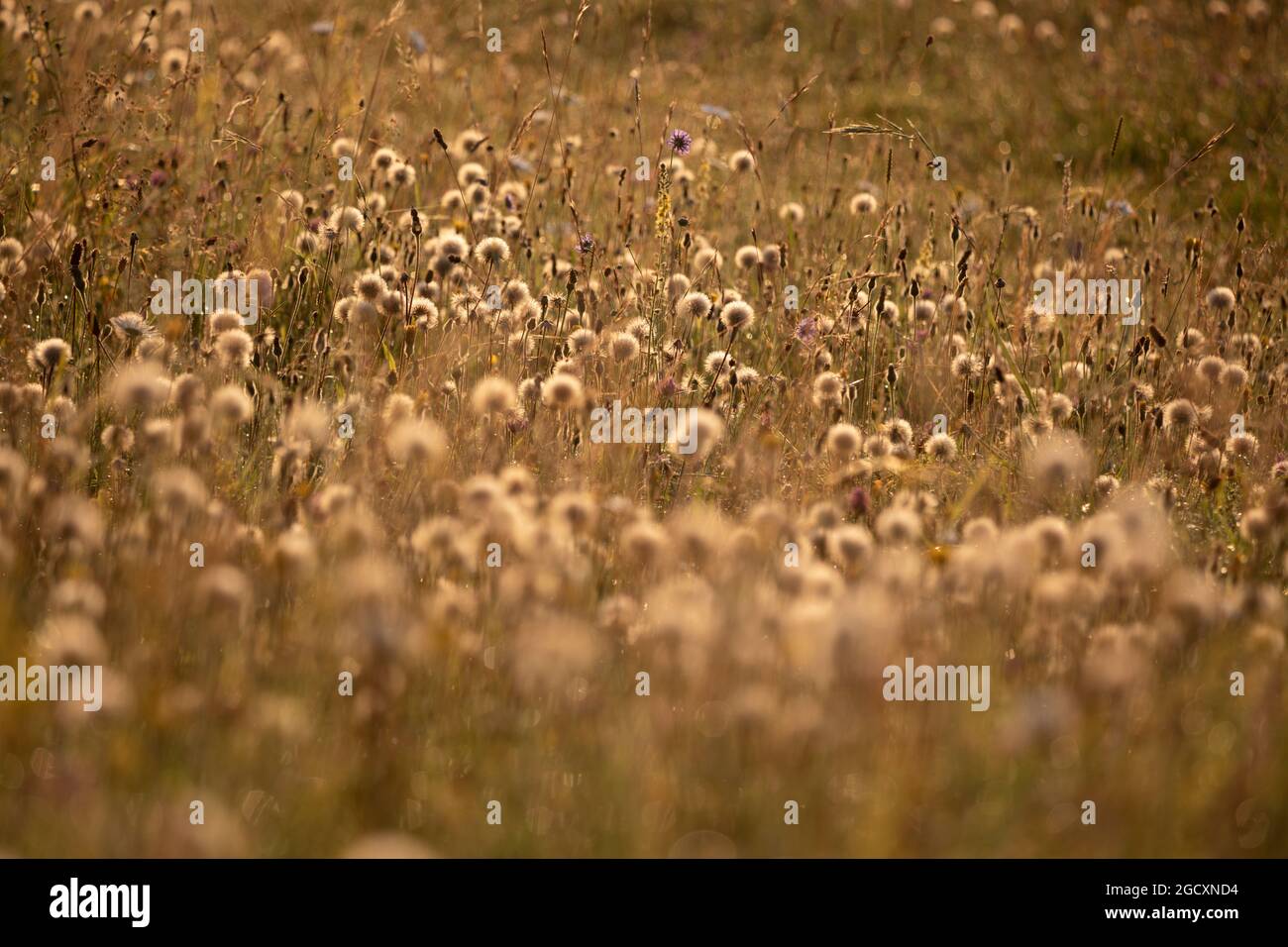 Têtes de graines rétroéclairées de plantes à ragoût commun (Senecio jacobaea) en croissance dans les prairies, Somerset, Angleterre, Royaume-Uni, Europe Banque D'Images
