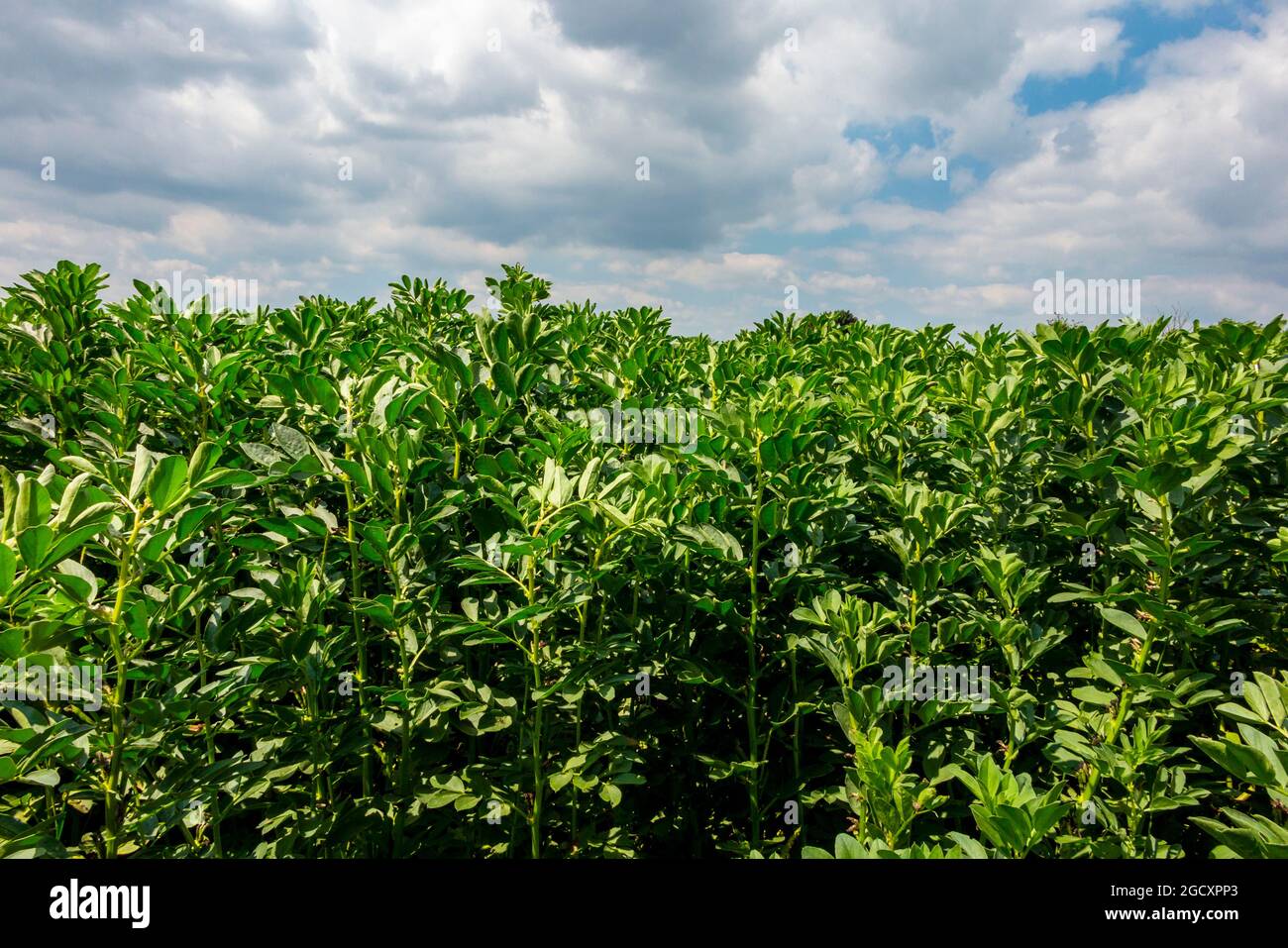 Champ de haricots larges poussant dans un champ de ferme en juin avec ciel nuageux au-dessus. Banque D'Images