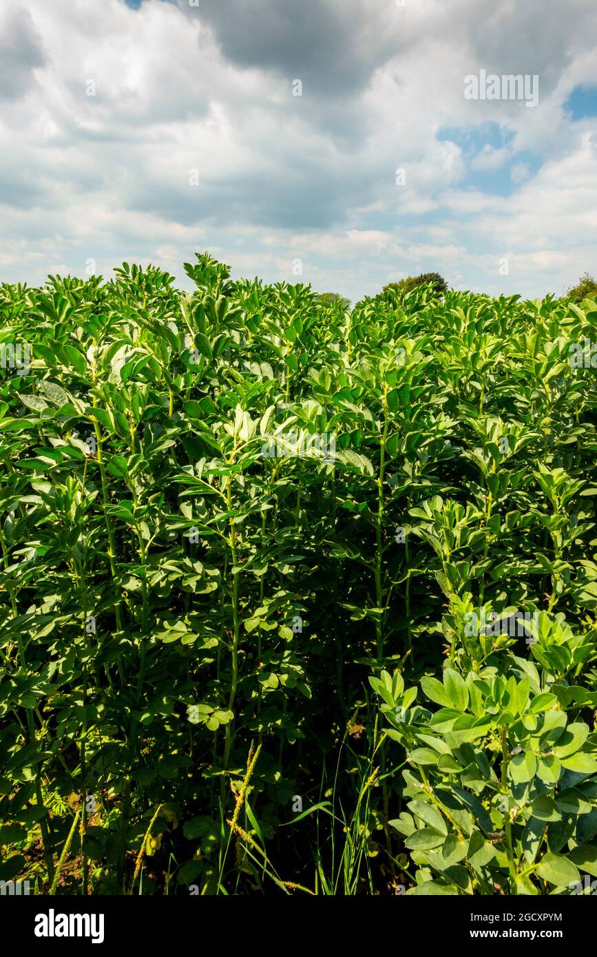Champ de haricots larges poussant dans un champ de ferme en juin avec ciel nuageux au-dessus. Banque D'Images