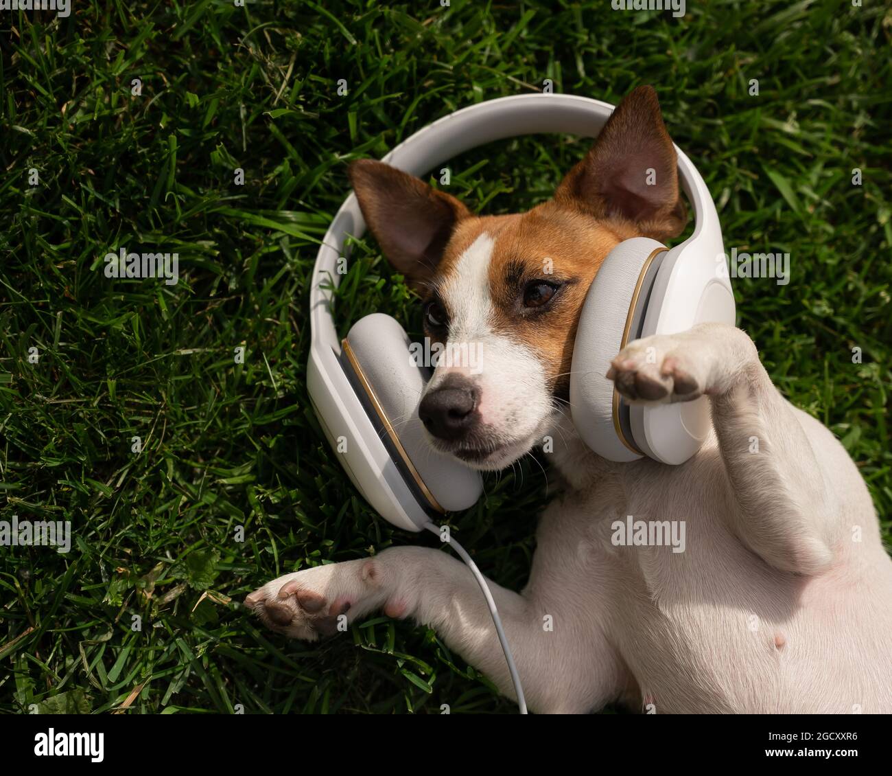 Jack pour chien russell terrier se trouve sur une pelouse verte et écoute de la musique avec un casque. Banque D'Images