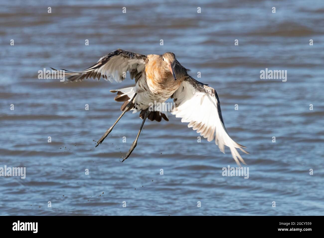 Godwit à queue noire (Limosa haemastica), oiseau caradriforme de la famille des Scolopacidae. L'un des plus grands et des plus doués des waders européens, avec beaucoup de col Banque D'Images