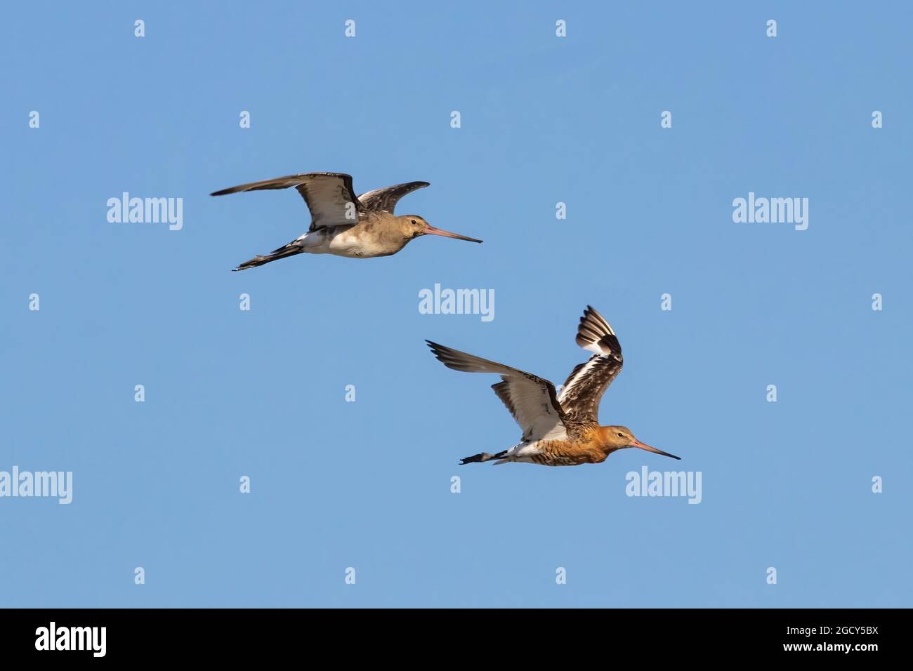 Godwit à queue noire (Limosa haemastica), oiseau caradriforme de la famille des Scolopacidae. L'un des plus grands et des plus doués des waders européens, avec beaucoup de col Banque D'Images