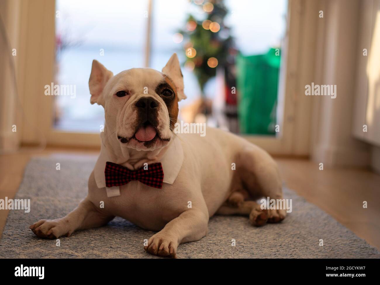 Noeud Papillon Francais Banque d'image et photos - Alamy