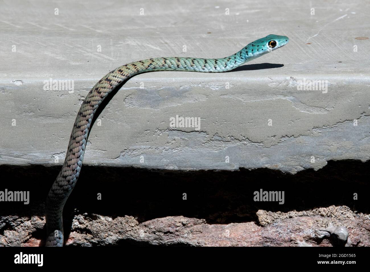 Zambie, Sud Luangwa. Serpent de brousse africain (Philothamnus semivariegatus) alias serpent de brousse tacheté. Serpent colubrid inoffensif, non venimeux. Banque D'Images