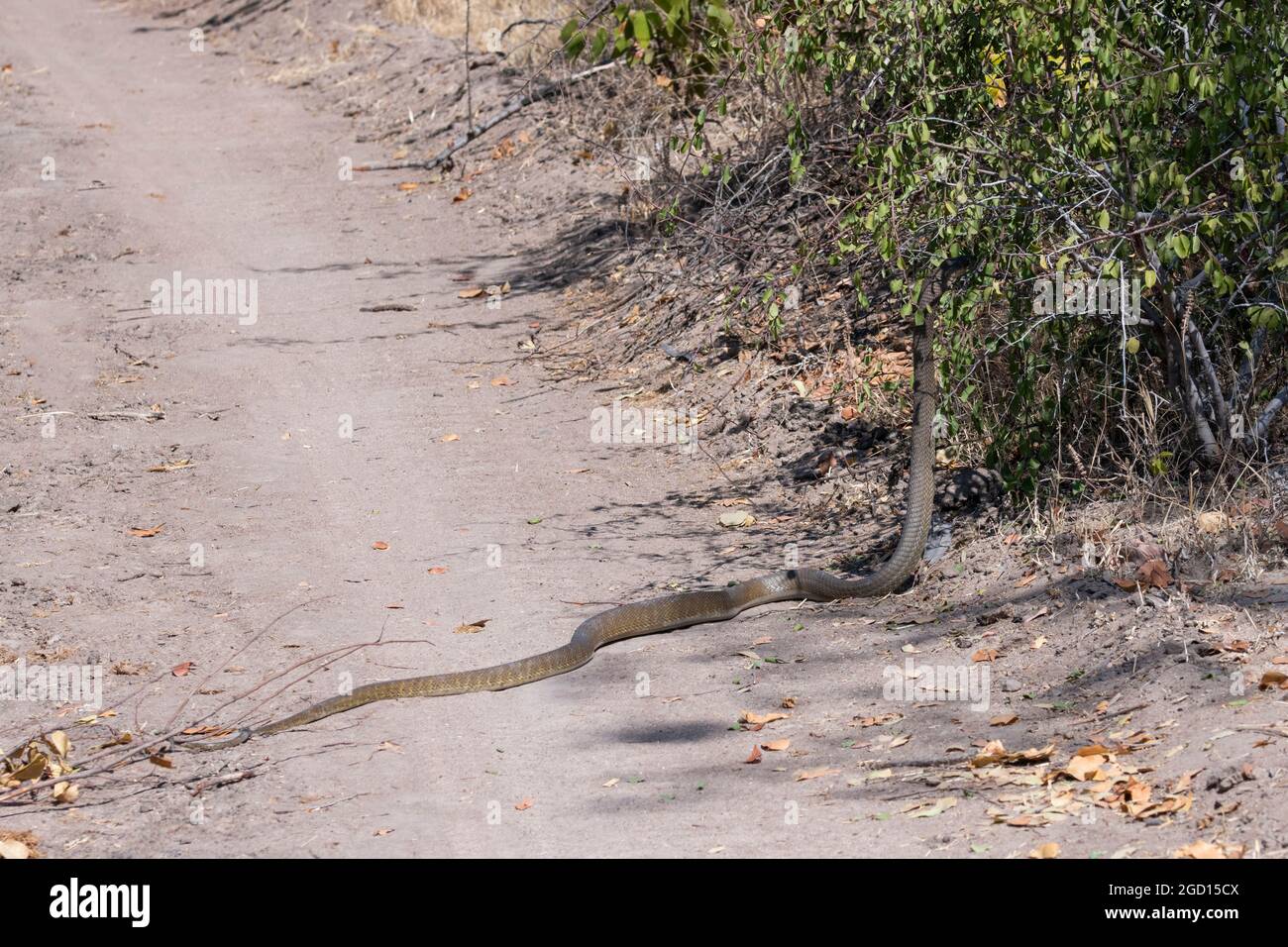 Zambie, Sud Luangwa. Serpent de mamba noir (Dendroaspis polylepis) alias Mamba à nez noir, Mamba brun du sud, l'un des serpents les plus venimeux Banque D'Images