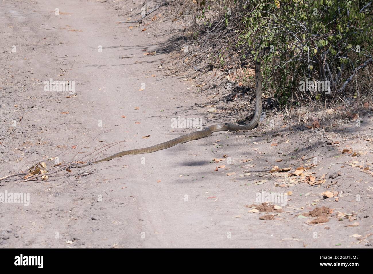 Zambie, Sud Luangwa. Serpent de mamba noir (Dendroaspis polylepis) alias Mamba à nez noir, Mamba brun du sud, l'un des serpents les plus venimeux Banque D'Images