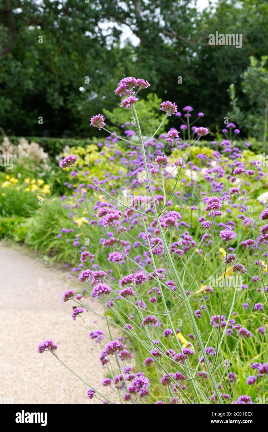 Verbena bonariensis pumpetop plante vervain pour pollinisateurs jardin d'été juillet royaume-uni Banque D'Images