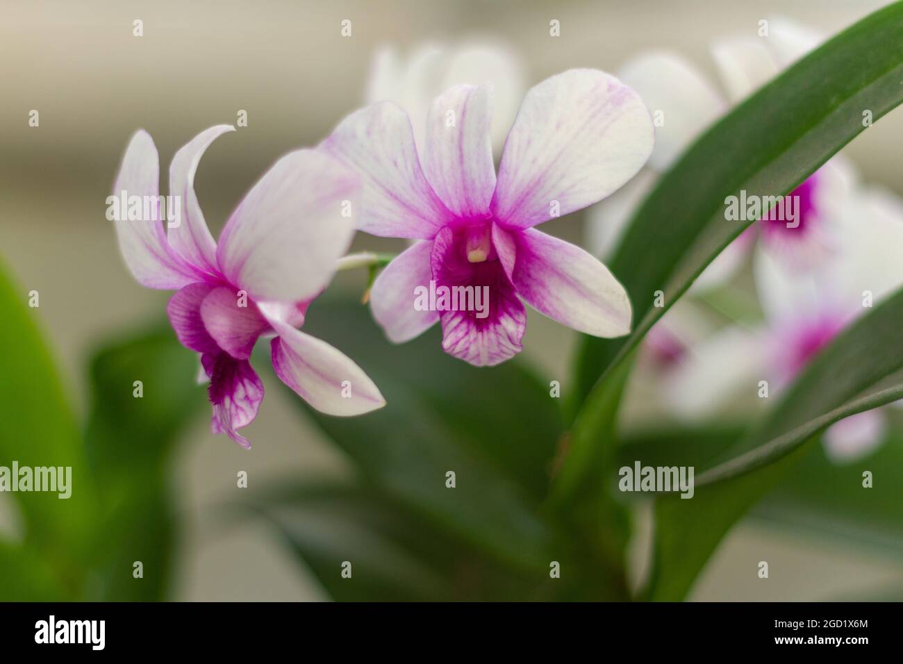 Plantes d'orchidées en fleur en blanc et violet Banque D'Images