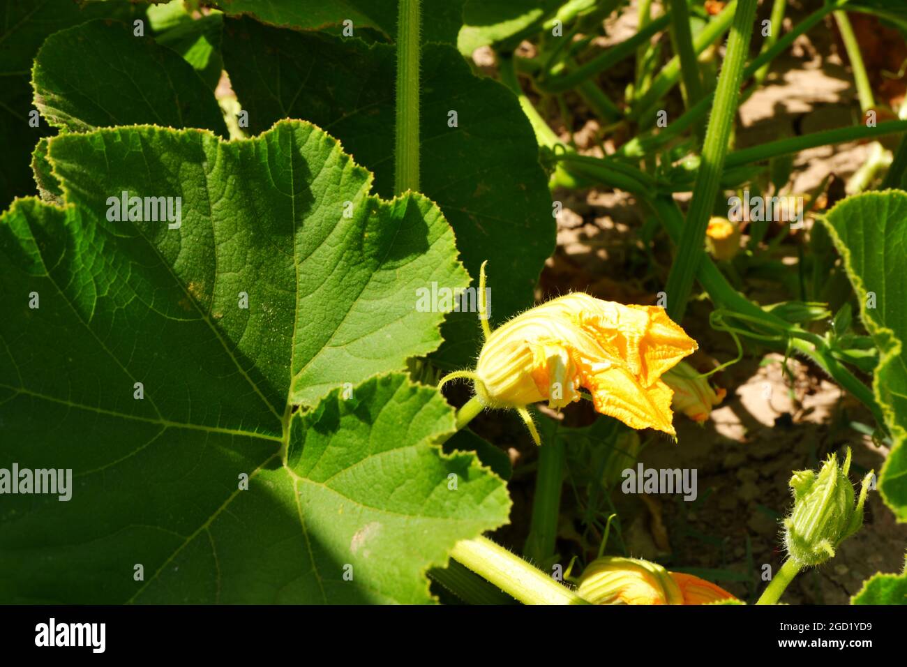 La fleur de courgettes à l'intérieur de Green laisse Summertime Banque D'Images