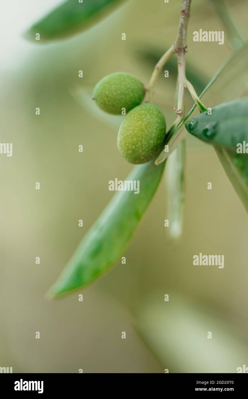 Gros plan de fruits d'olive verts sur une branche d'olivier Banque D'Images