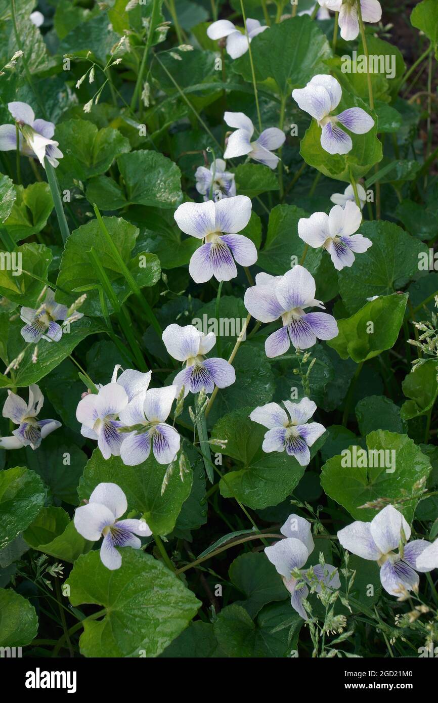 Commune Viola Laineux bleu violet Banque de photographies et d’images à haute ...