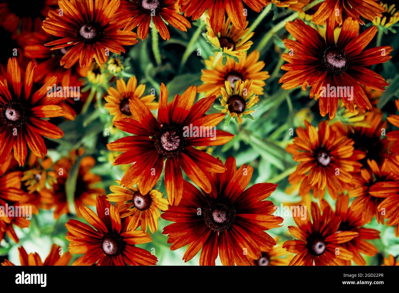 Fleurs d'été susans à yeux noirs poussant dans le champ Banque D'Images