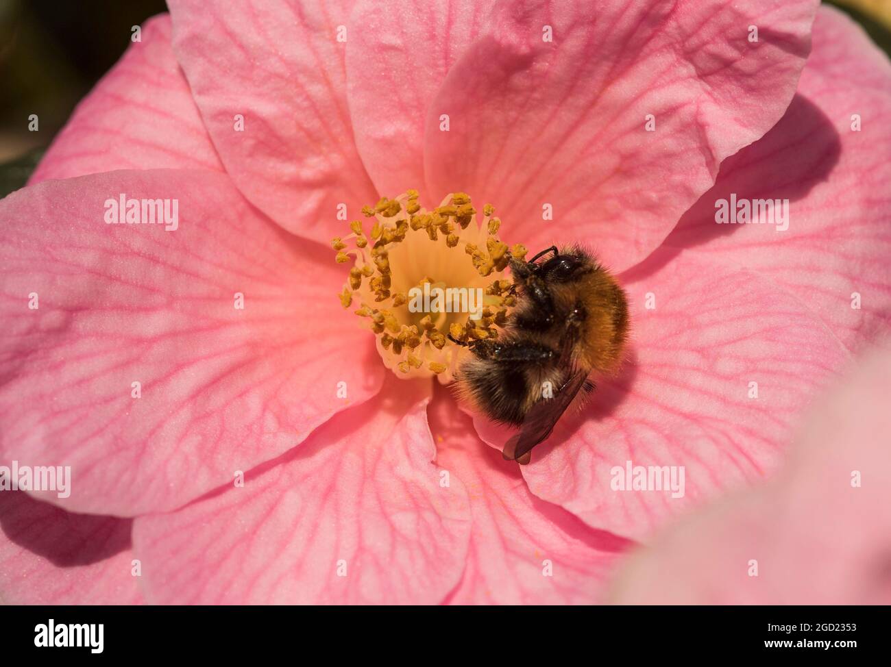 Gros plan d'une abeille sur un Camellia rose. Camelia Japonica. Rose d'hiver. Fleur d'État de l'Alabama. Banque D'Images