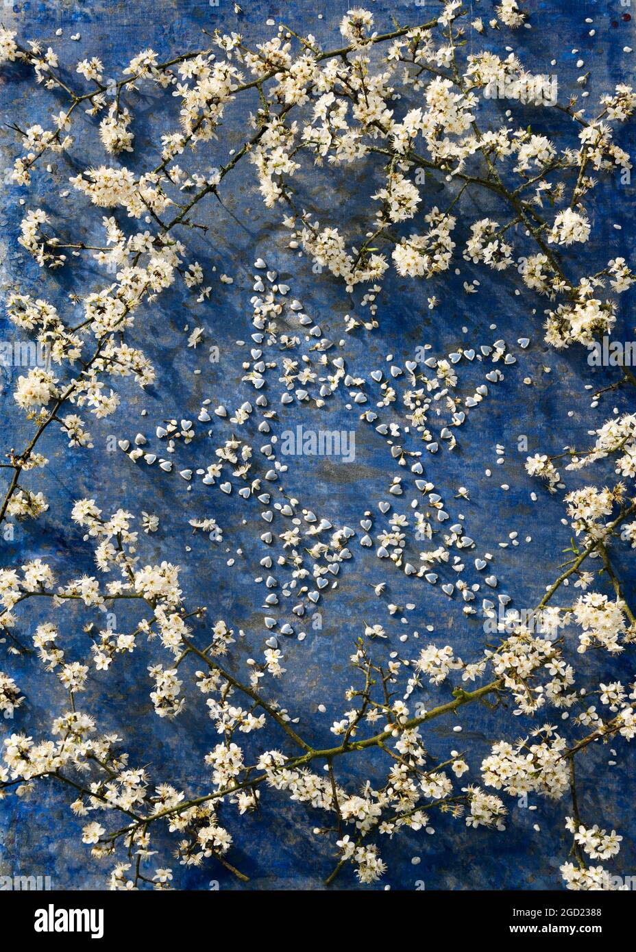 Forme d'étoile faite de petits coeurs d'argent entourés de branches de fleur de noir. Banque D'Images