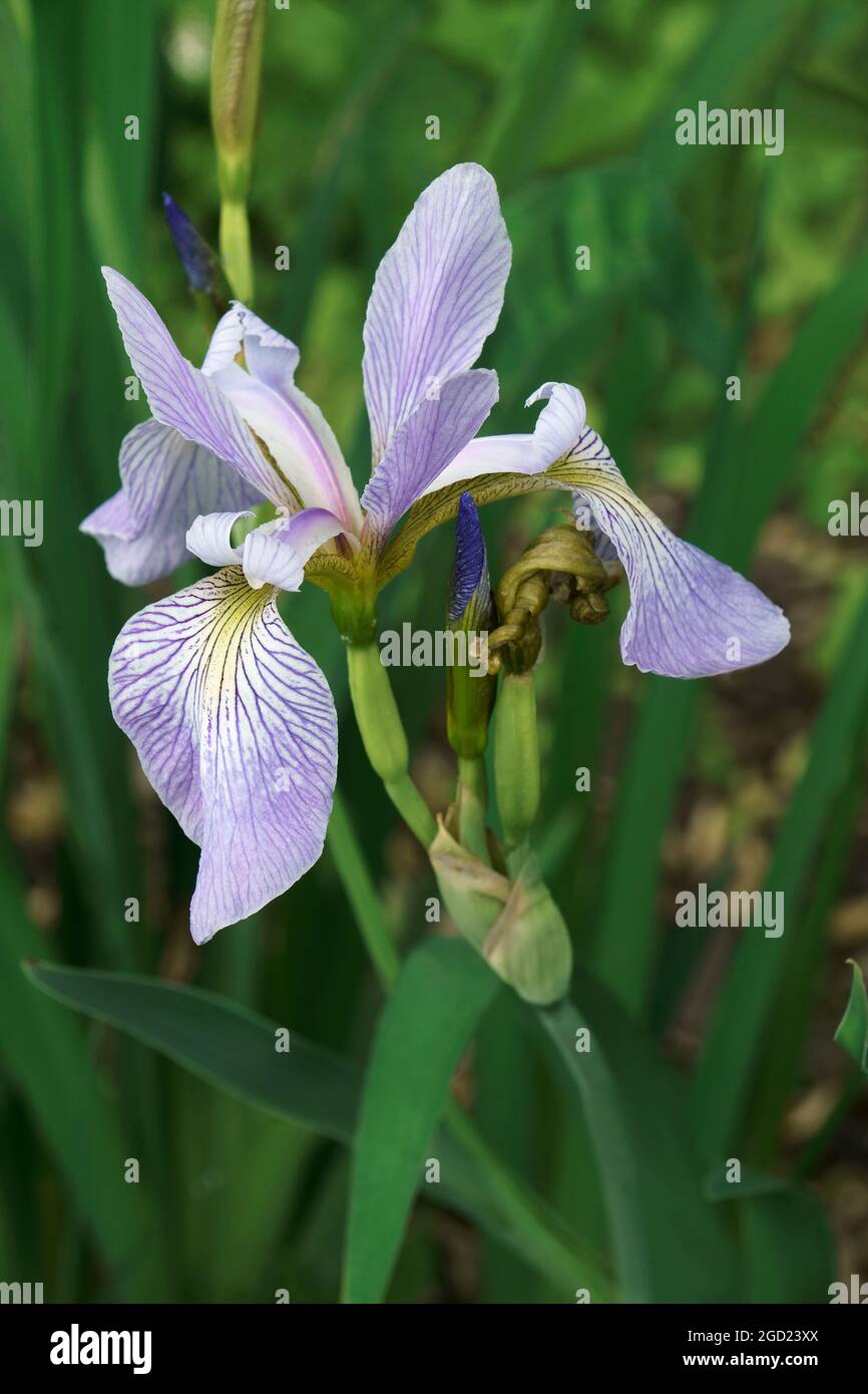 Iris drapeau bleu (Iris versicolor). Appelé Arlequin blueflag, grand drapeau bleu, drapeau bleu du Nord, Violet iris et drapeau de poison également. Banque D'Images