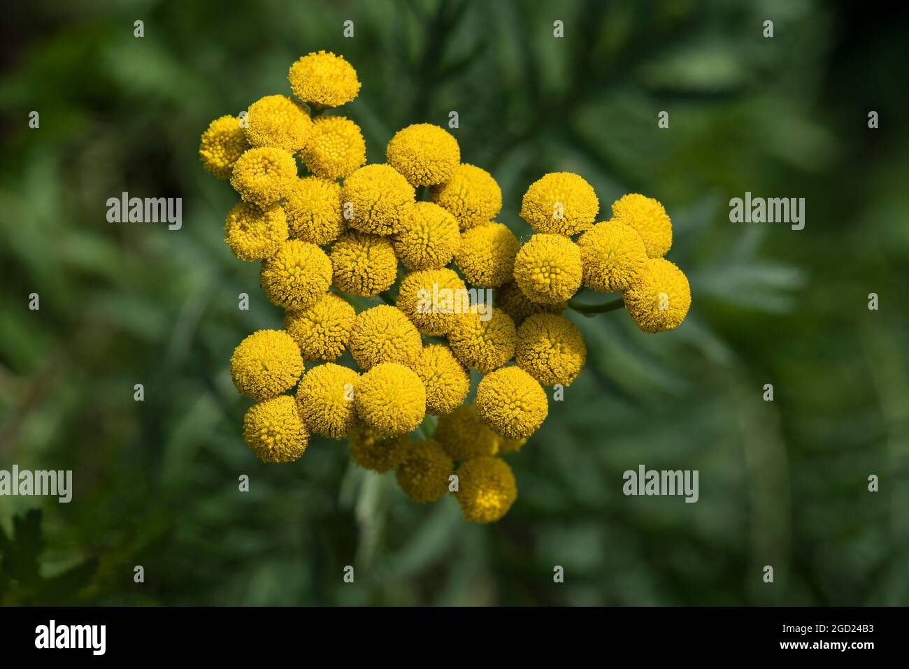 Fleur de Tansy - Tanaceum vulgare est une plante médicinale avec des  grappes de fleurs jaunes vives. Comestibles en petites quantités Photo  Stock - Alamy