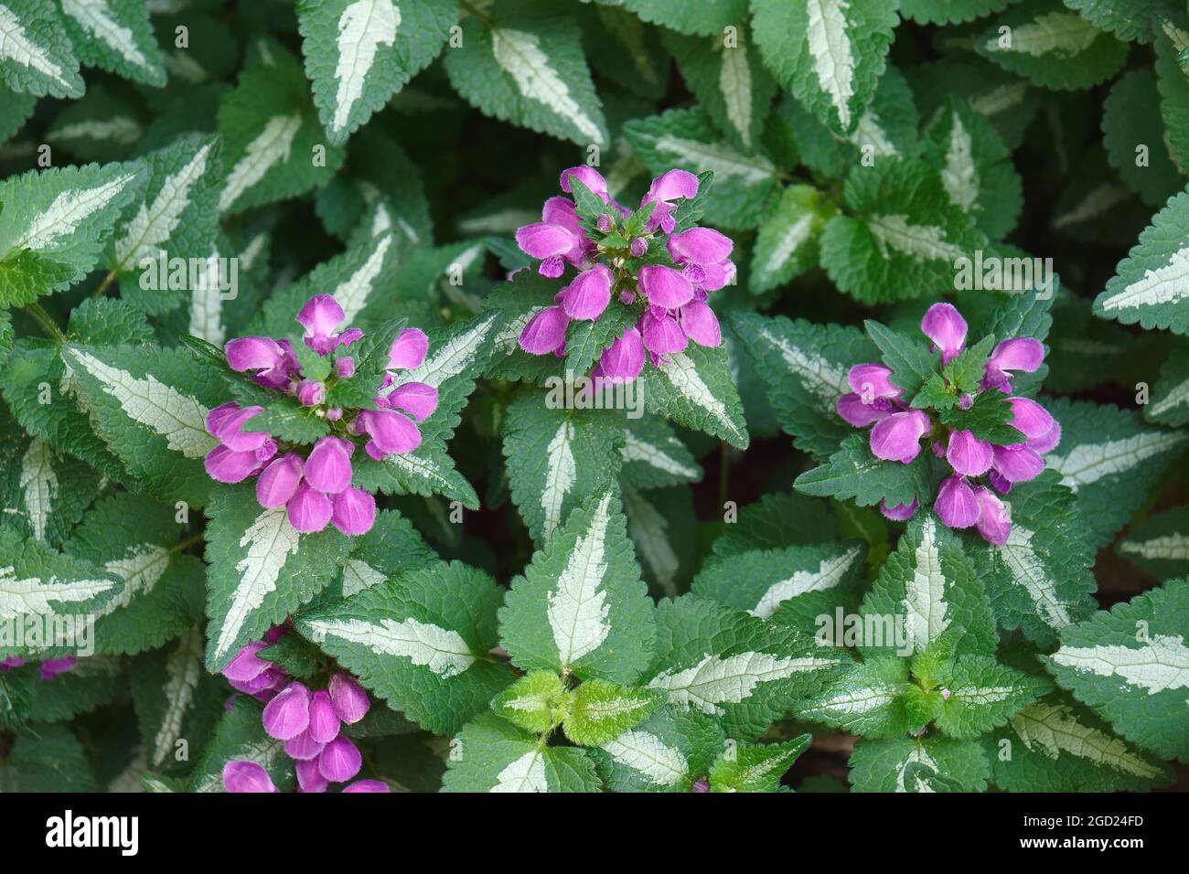 L'ortie morte tachetée (Lamium maculatum). Appelé également le hit-de-biche et le dragon pourpre. Banque D'Images