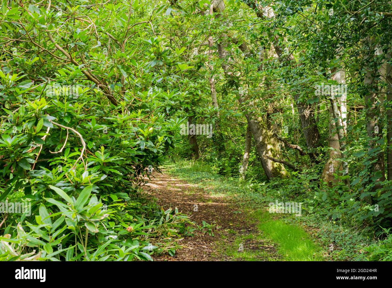 Une forêt anglaise à Summertime Banque D'Images